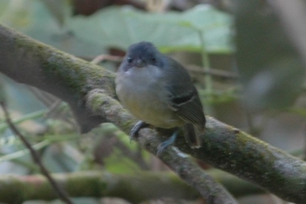 Plain Antvireo - ML138492181