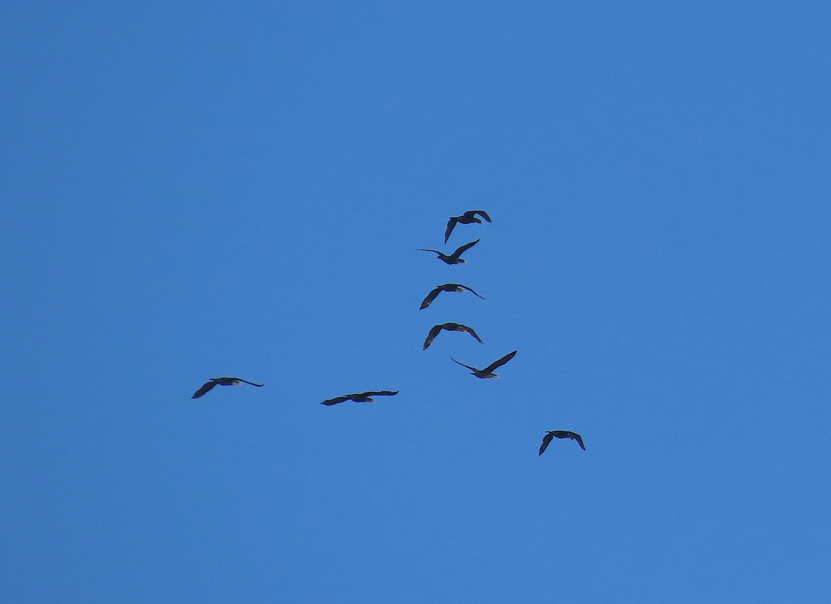 Double-crested Cormorant - ML138492701