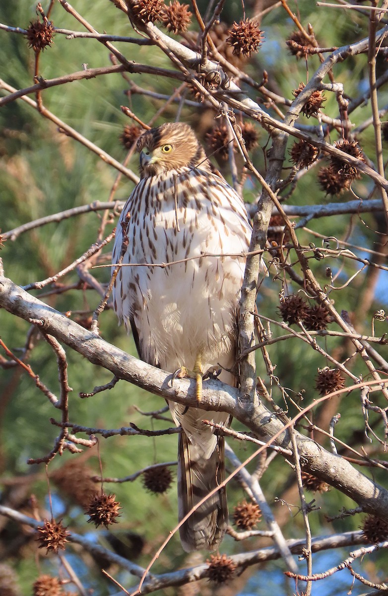 Cooper's Hawk - ML138492911