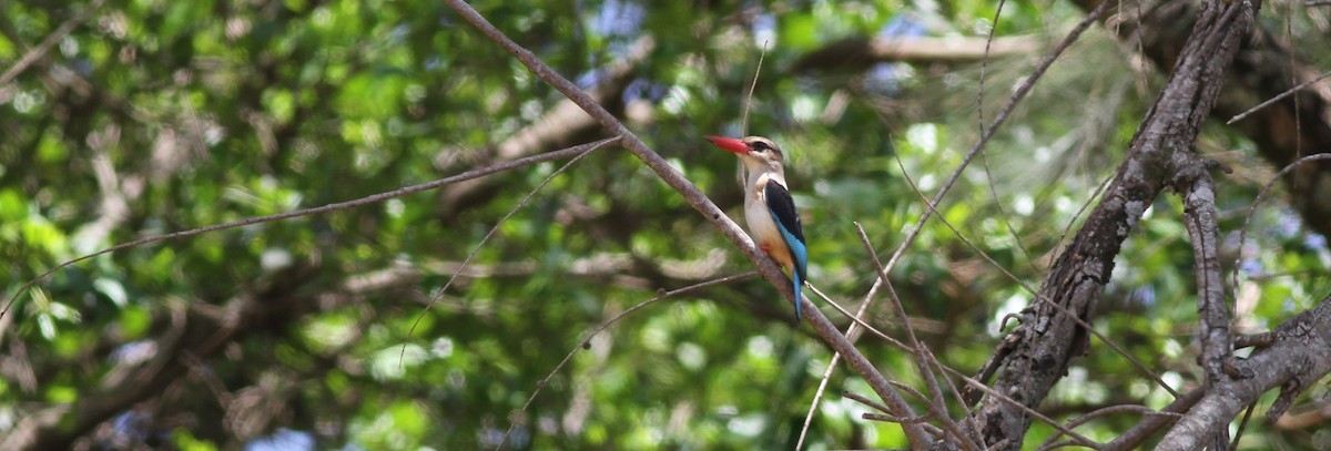 Gray-headed Kingfisher - ML138492921