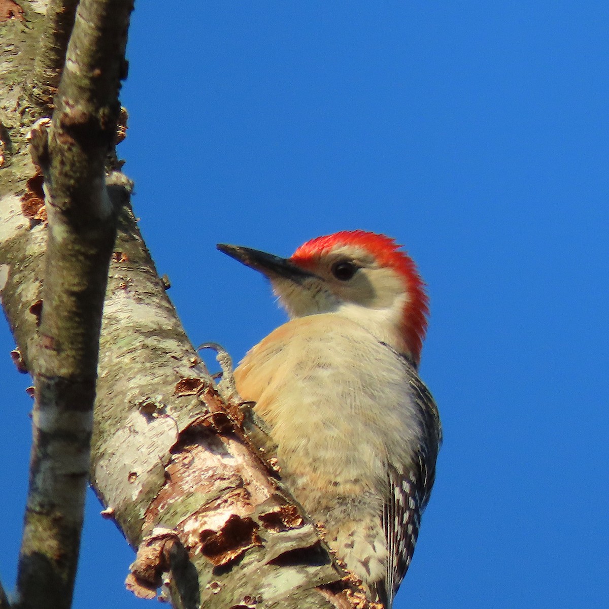 Red-bellied Woodpecker - ML138492971