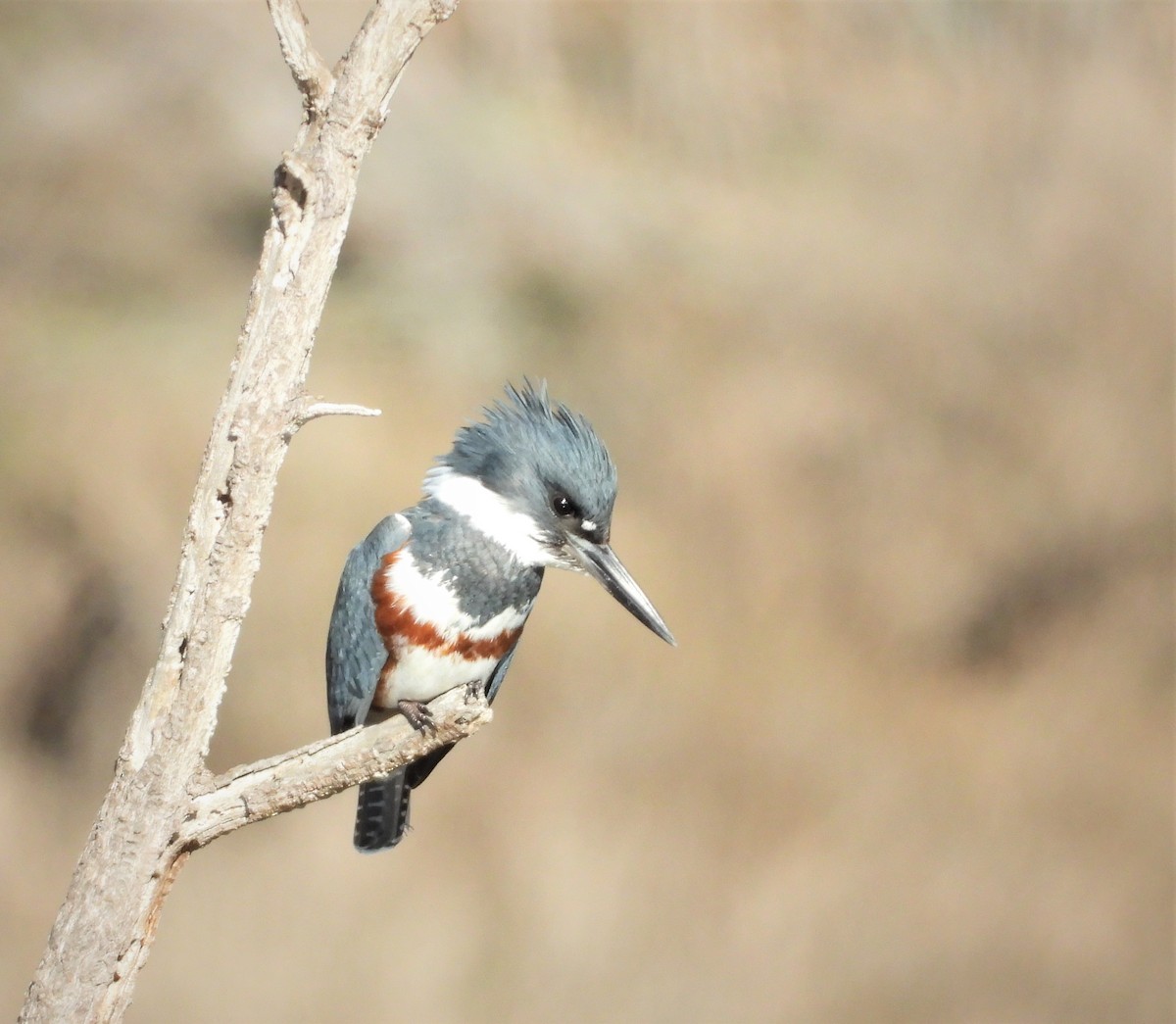 Belted Kingfisher - Alex Loos