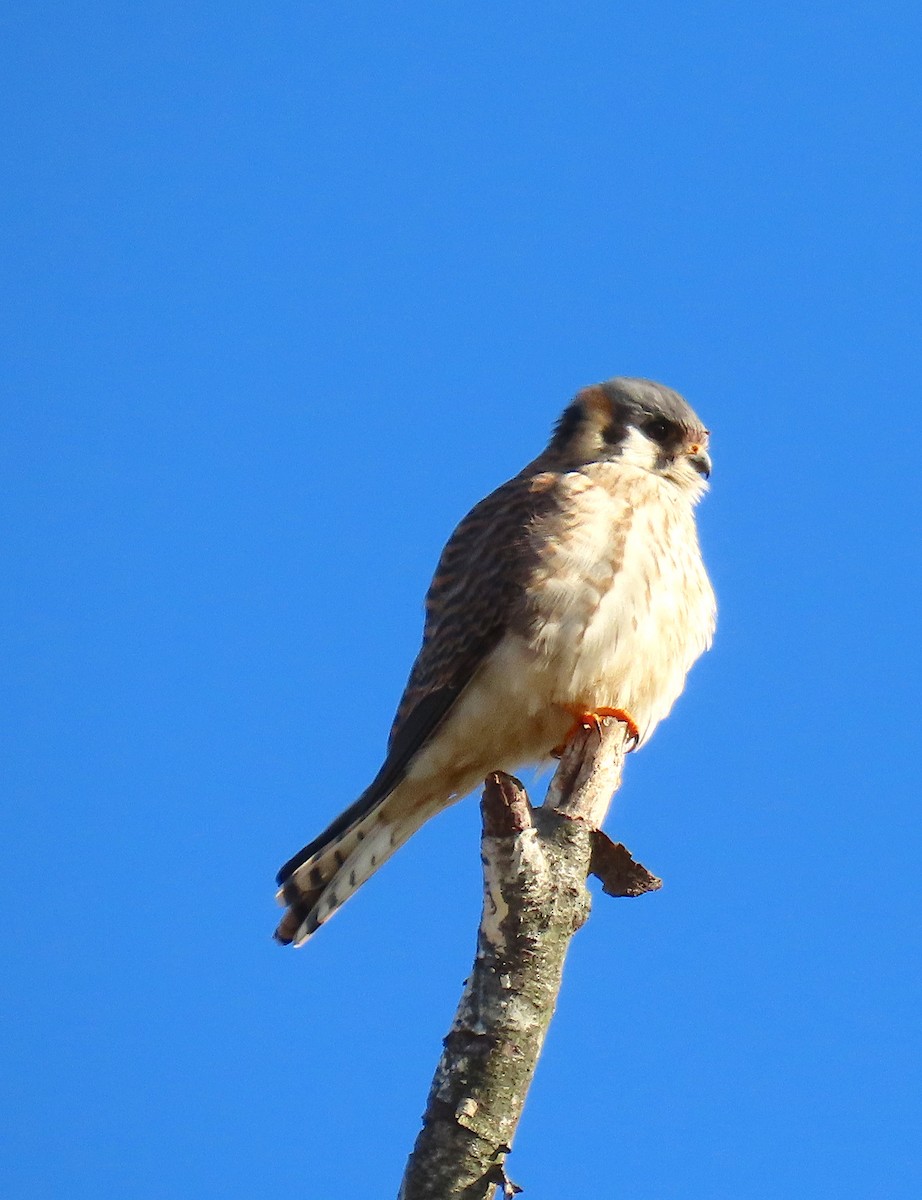 American Kestrel - ML138493131