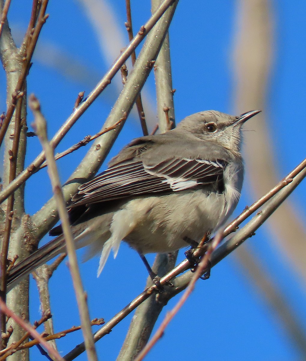 Northern Mockingbird - ML138493371