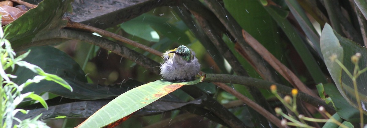 Green-headed Sunbird - ML138493441