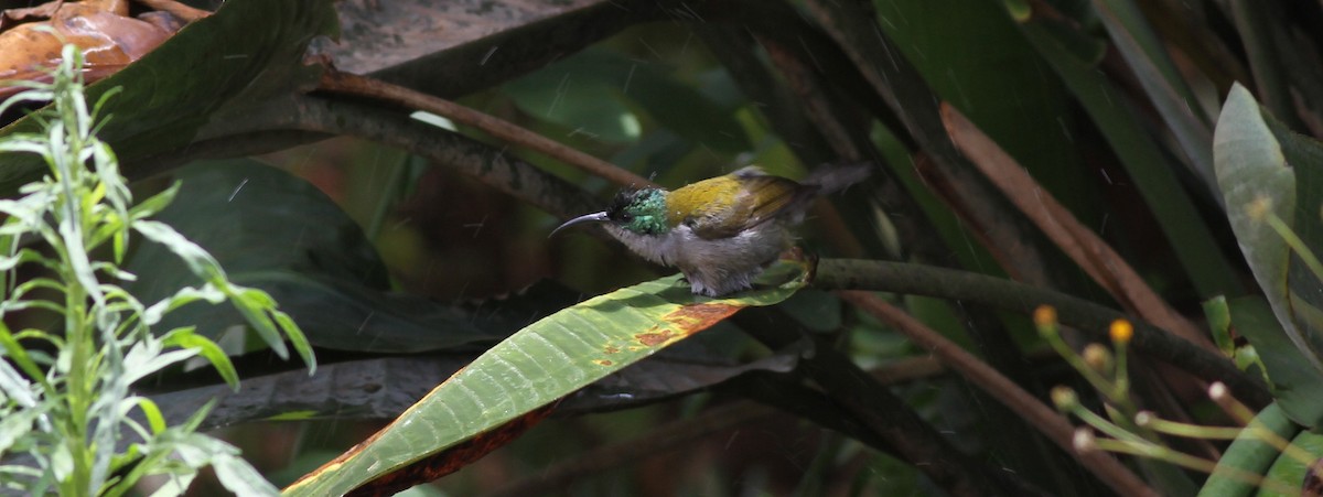 Green-headed Sunbird - ML138493451