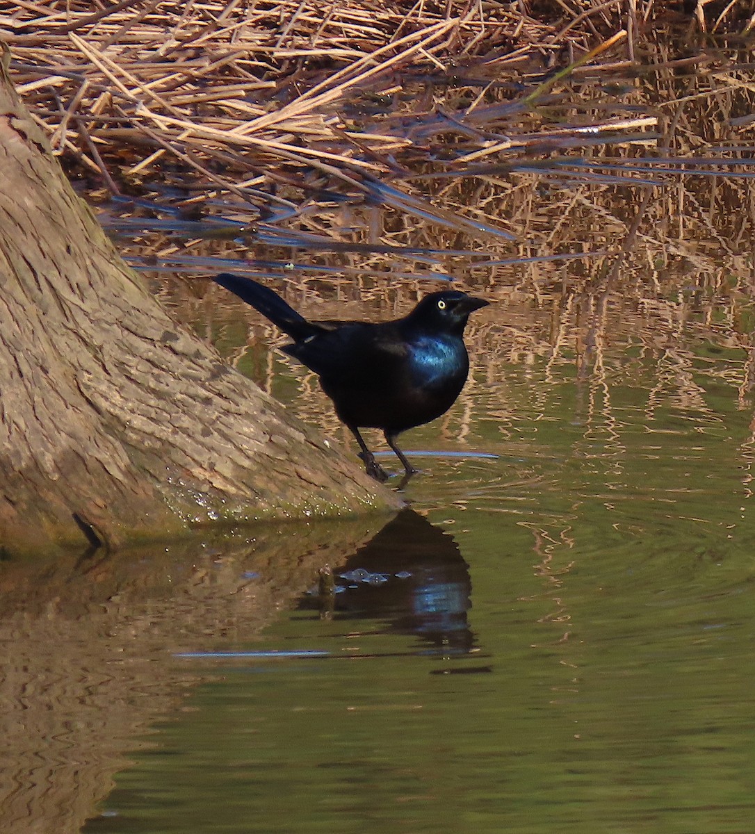Common Grackle - ML138493481