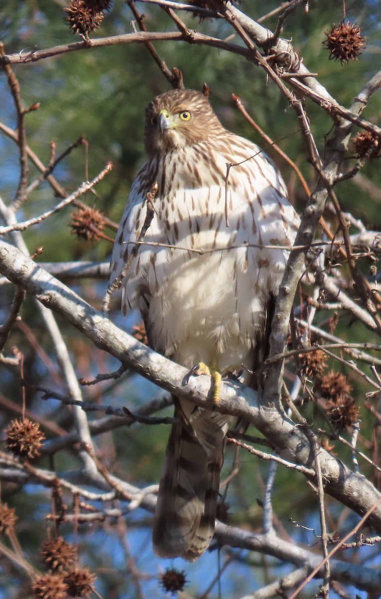 Cooper's Hawk - ML138494171