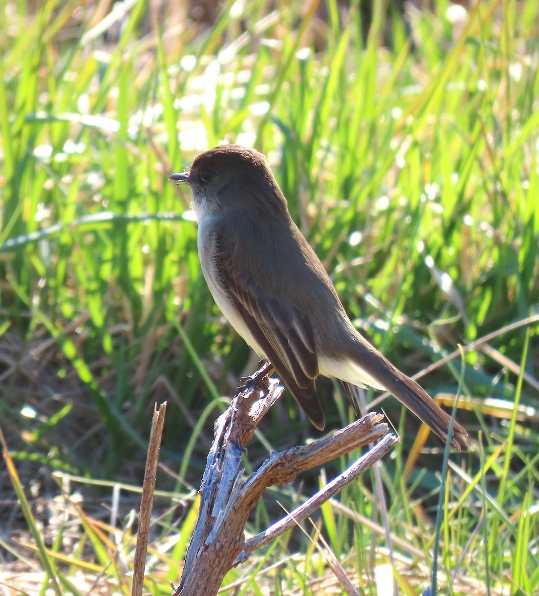 Eastern Phoebe - ML138494441