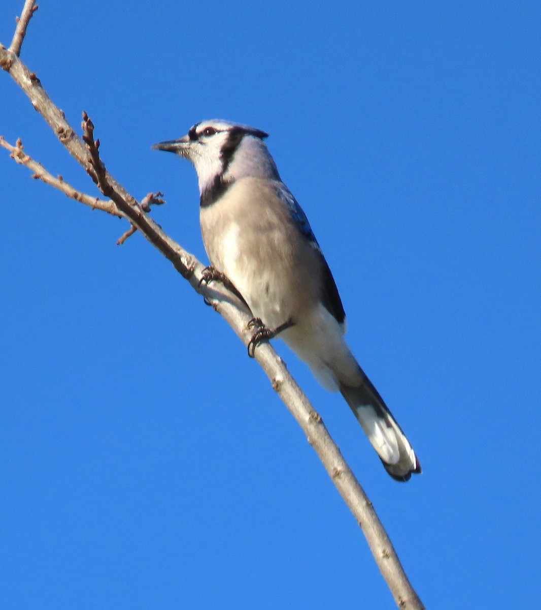 Blue Jay - ML138494451