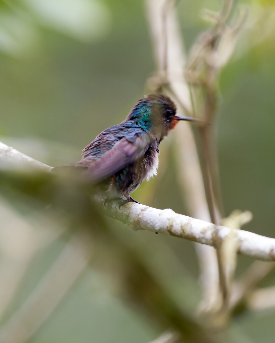 Rufous-throated Sapphire - ML138495431