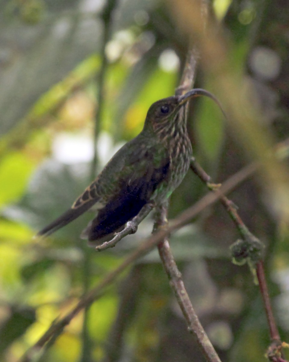 kolibřík orlozobec - ML138495471