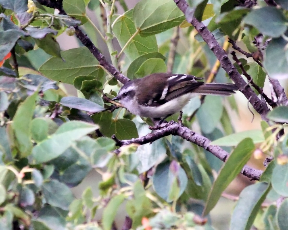 White-banded Tyrannulet - ML138495841