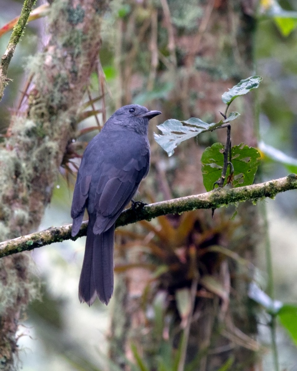 Dusky Piha - ML138496331