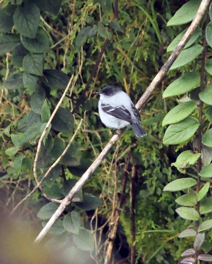 Torrent Tyrannulet - ML138496411