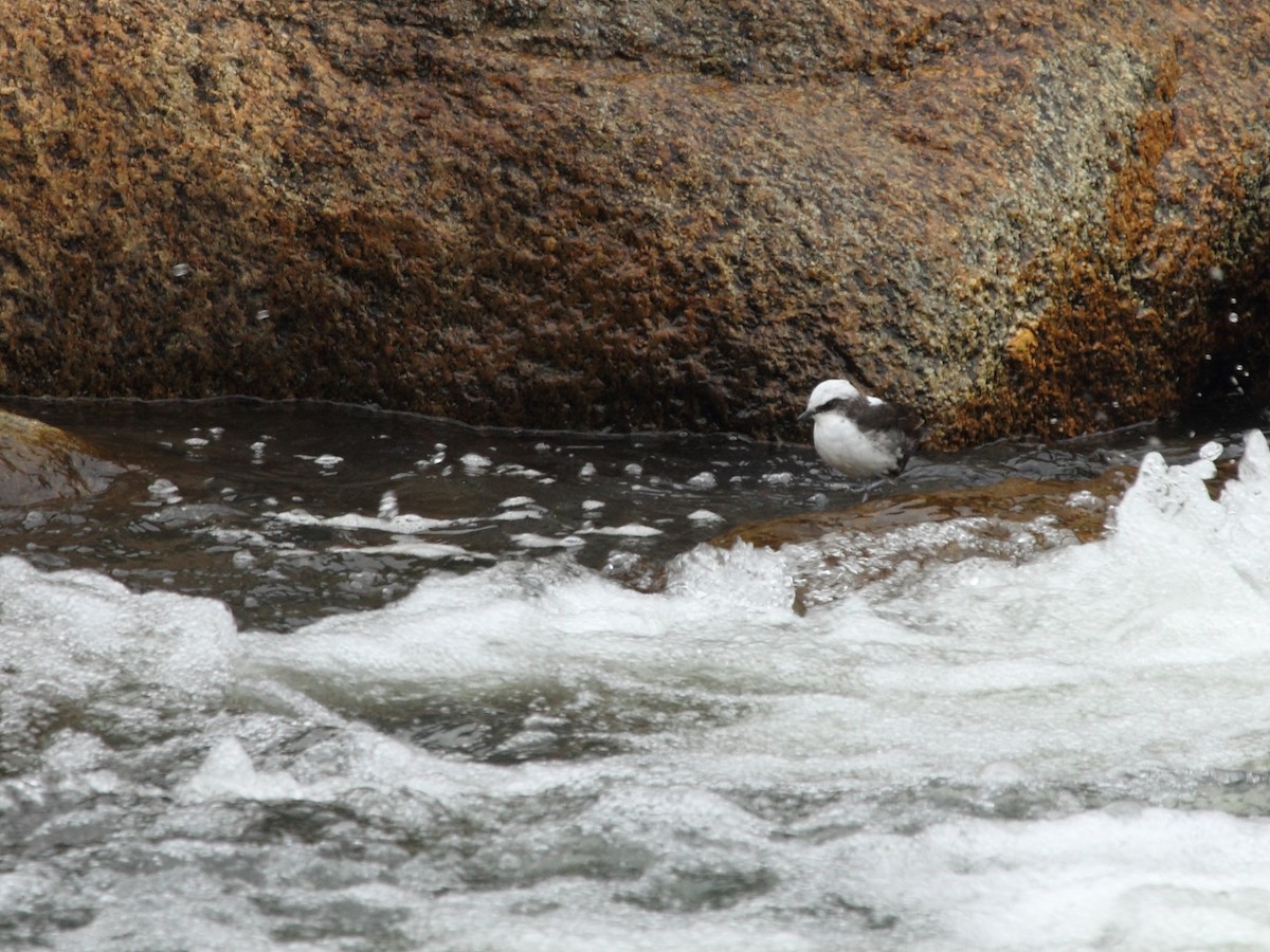 White-capped Dipper - ML138496441