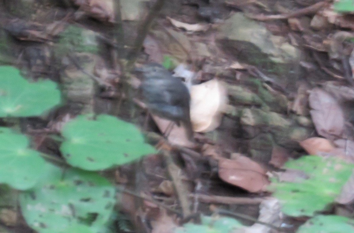 North Island Robin - ML138496621