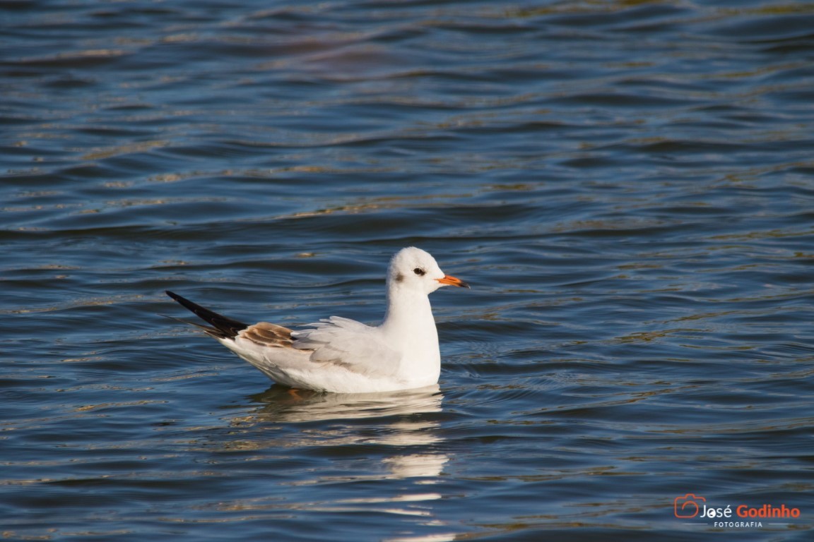 Mouette rieuse - ML138496761
