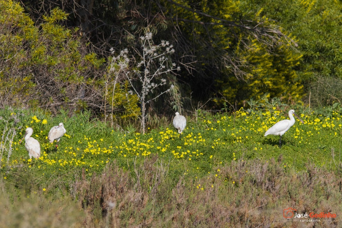 Eurasian Spoonbill - José Godinho