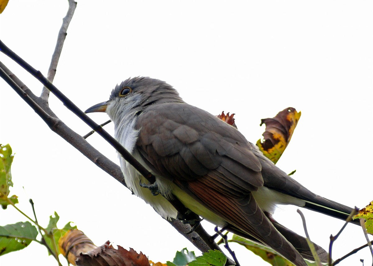 Yellow-billed Cuckoo - ML138497271