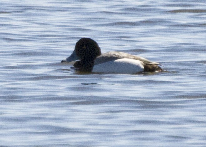 Greater Scaup - ML138497531