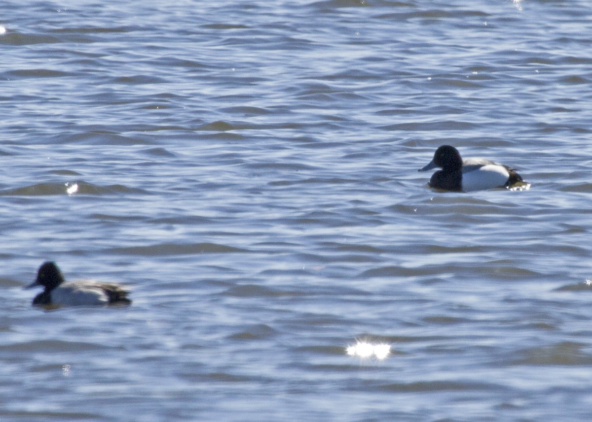 Greater Scaup - ML138497561