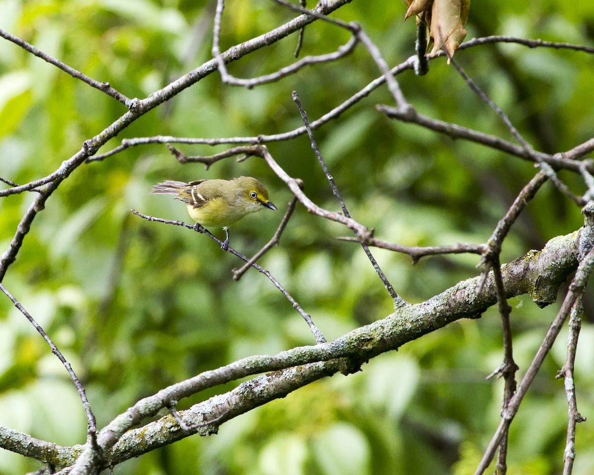 hvitøyevireo - ML138497681