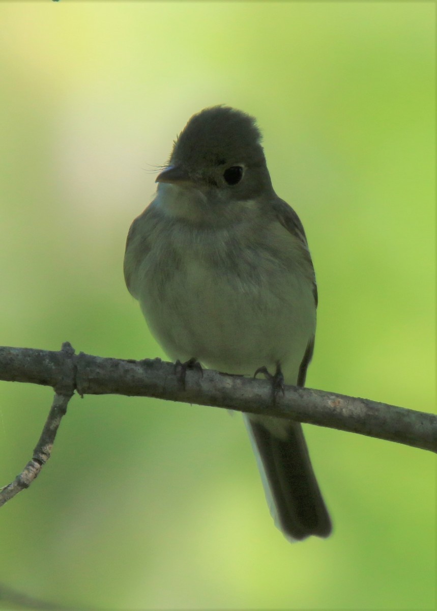 Acadian Flycatcher - ML138497761