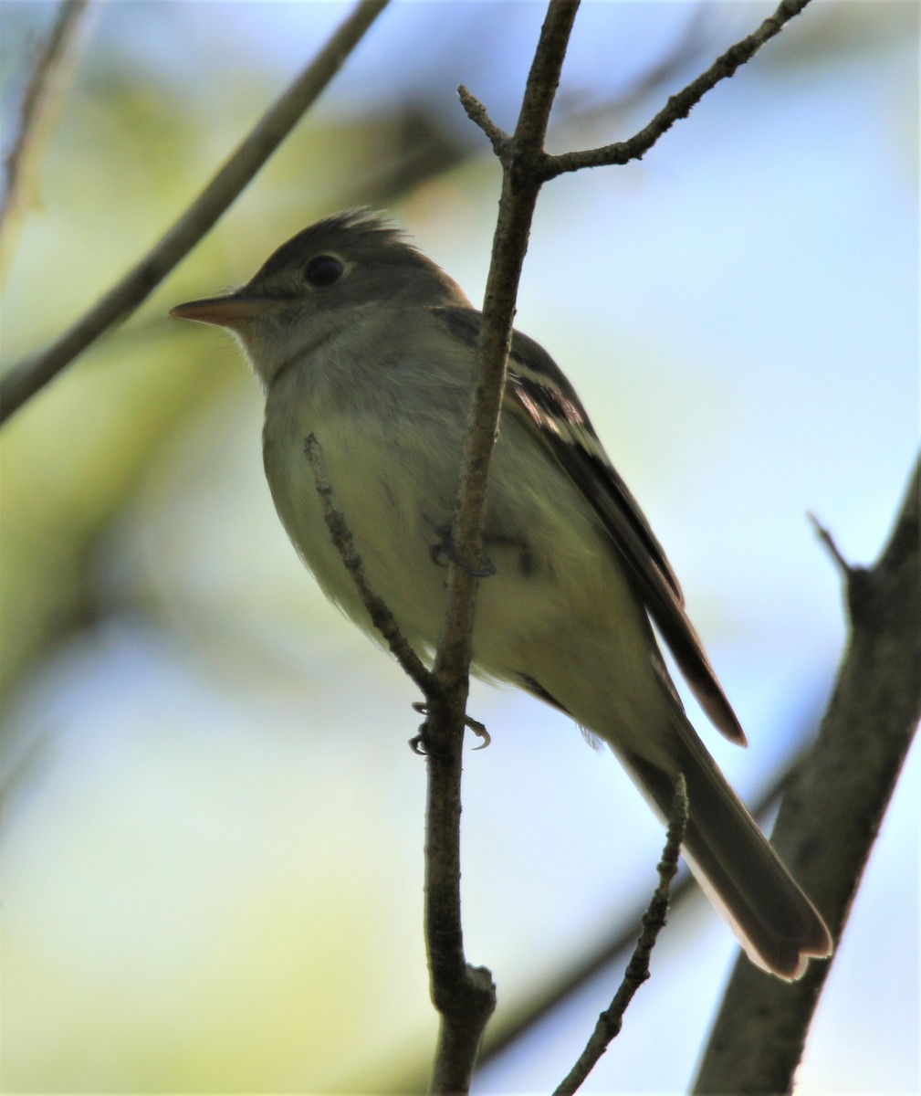 Acadian Flycatcher - ML138497771