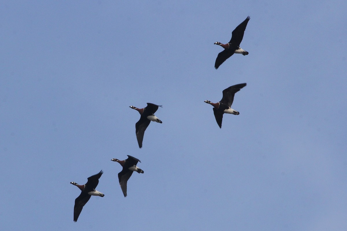 Казарка червоновола - ML138497981