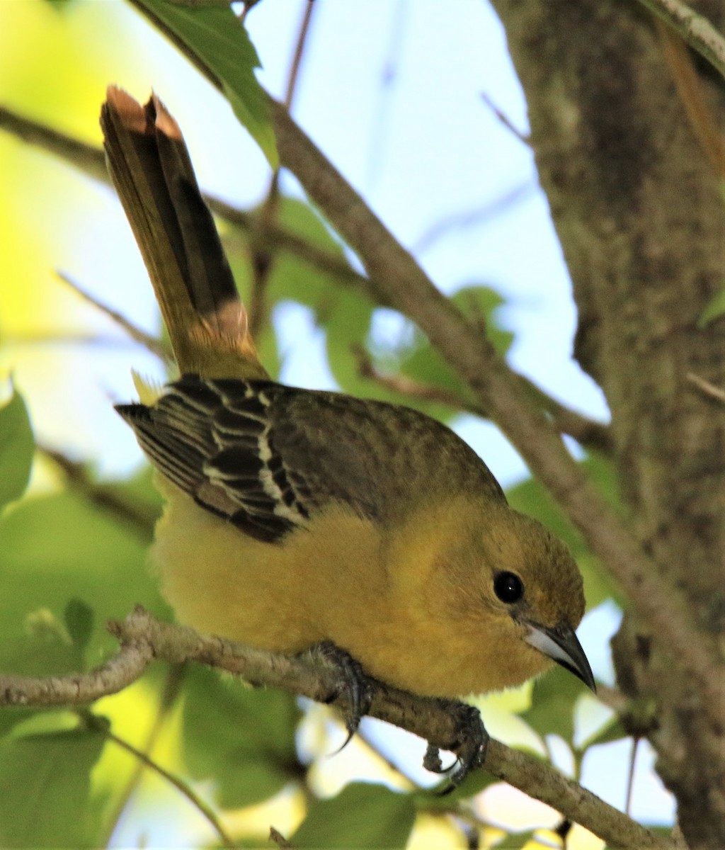 Oriole des vergers - ML138498141