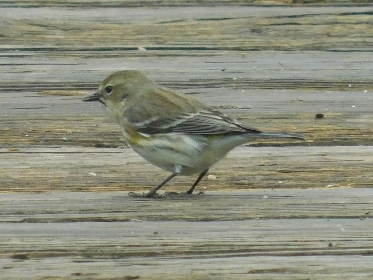 Yellow-rumped Warbler - ML138498281