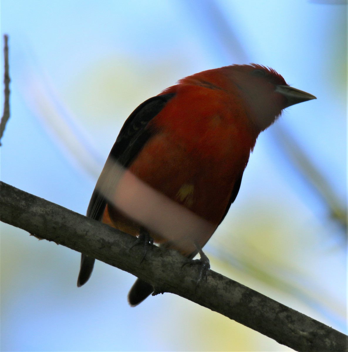 Piranga Escarlata - ML138498451