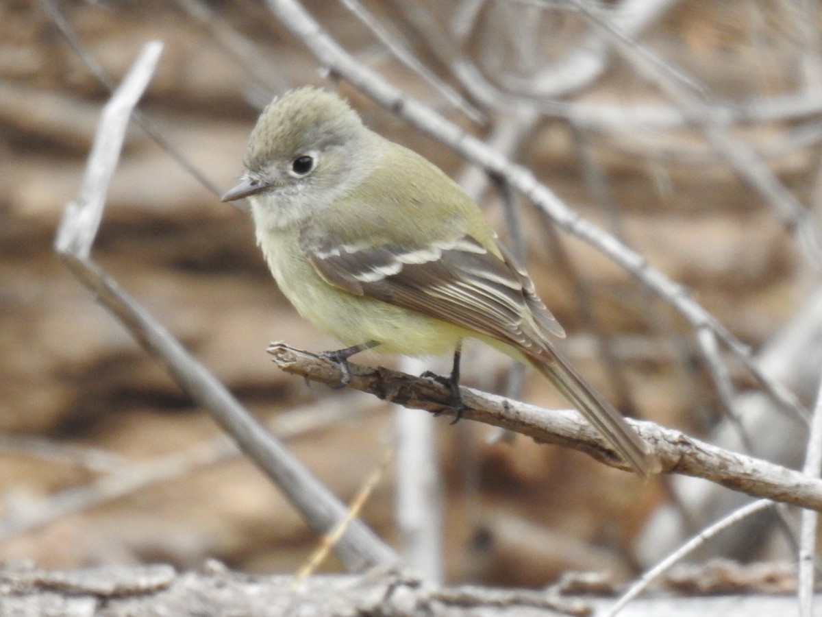 Dusky Flycatcher - ML138499301