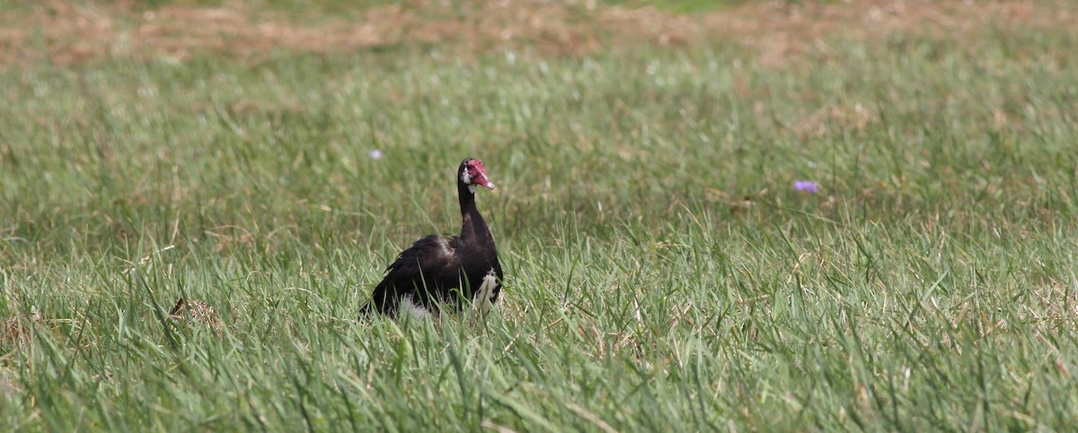 Spur-winged Goose - ML138500891