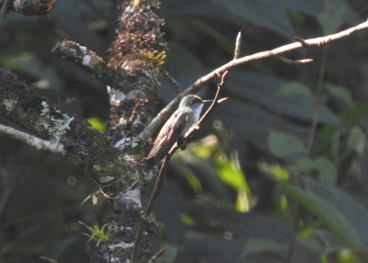 Azure-crowned Hummingbird - ML138504051