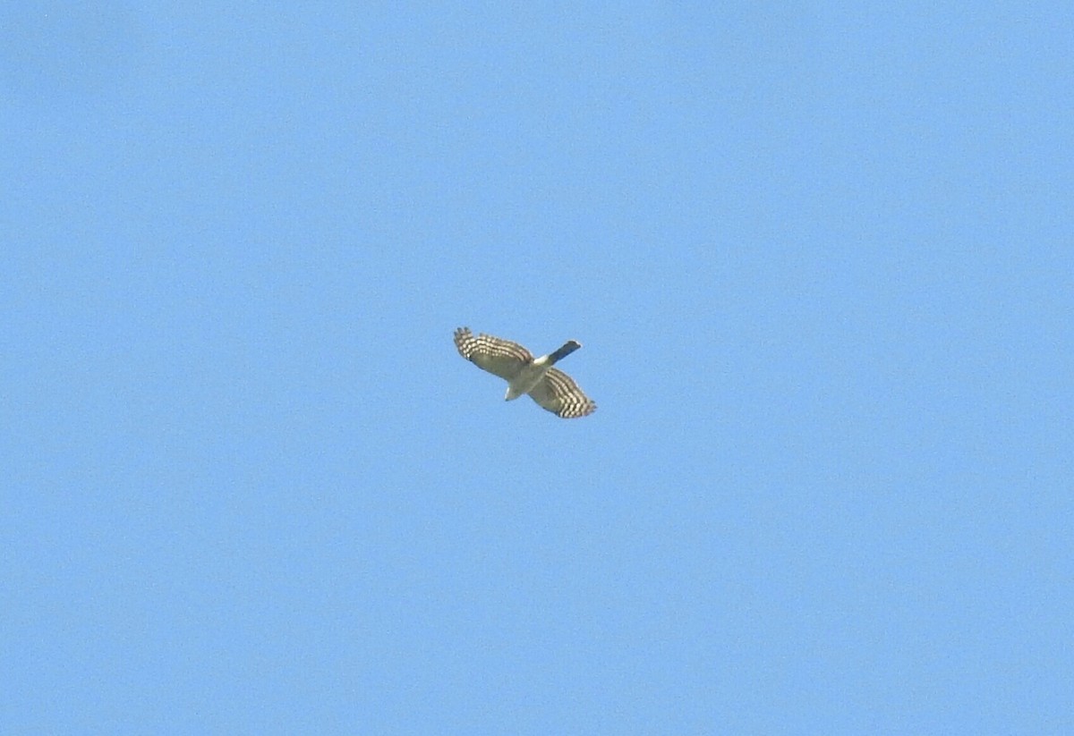 Sharp-shinned Hawk (White-breasted) - ML138504211