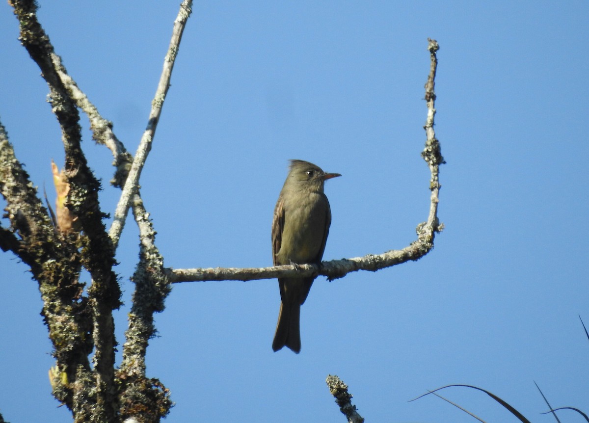 Greater Pewee - ML138504381
