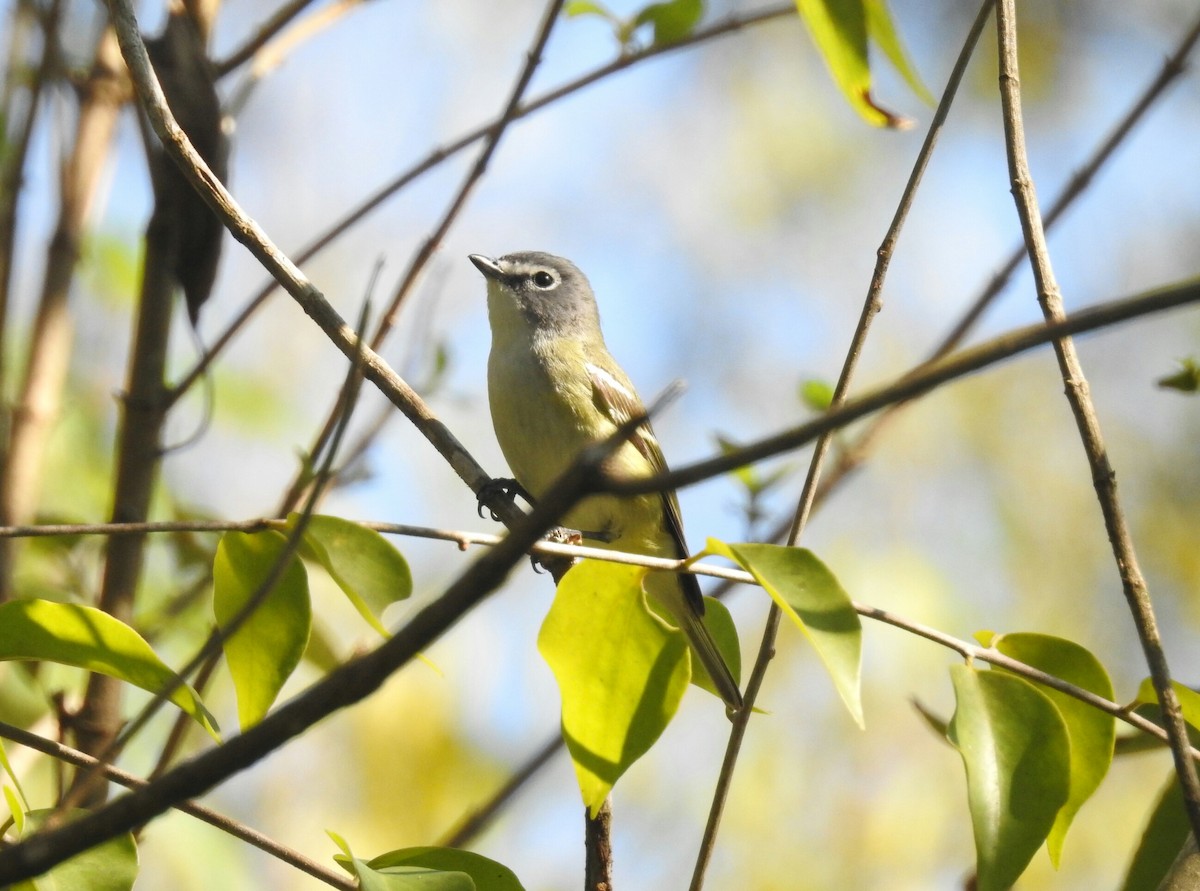 Blue-headed Vireo - ML138504451