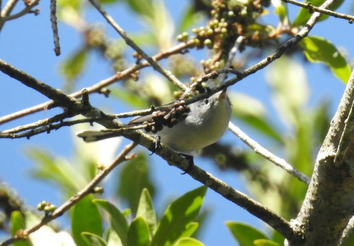 Blue-gray Gnatcatcher - ML138504531