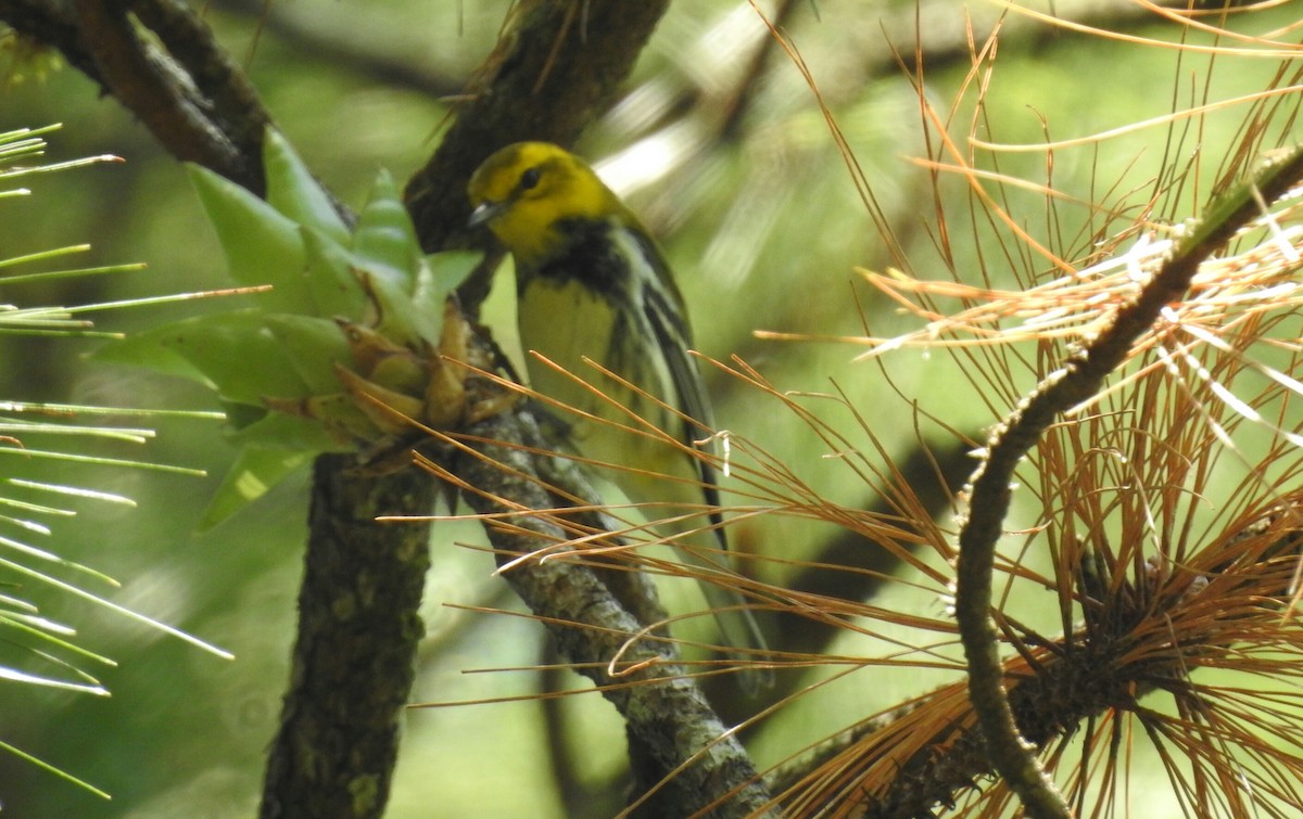 Black-throated Green Warbler - ML138504871