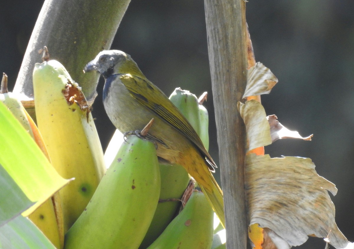 Buff-throated Saltator - ML138505051