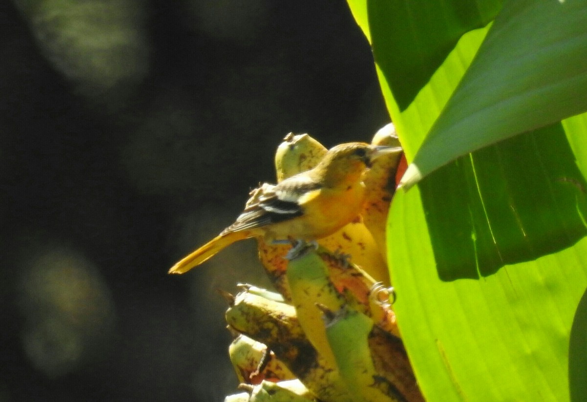 Baltimore Oriole - ML138505291