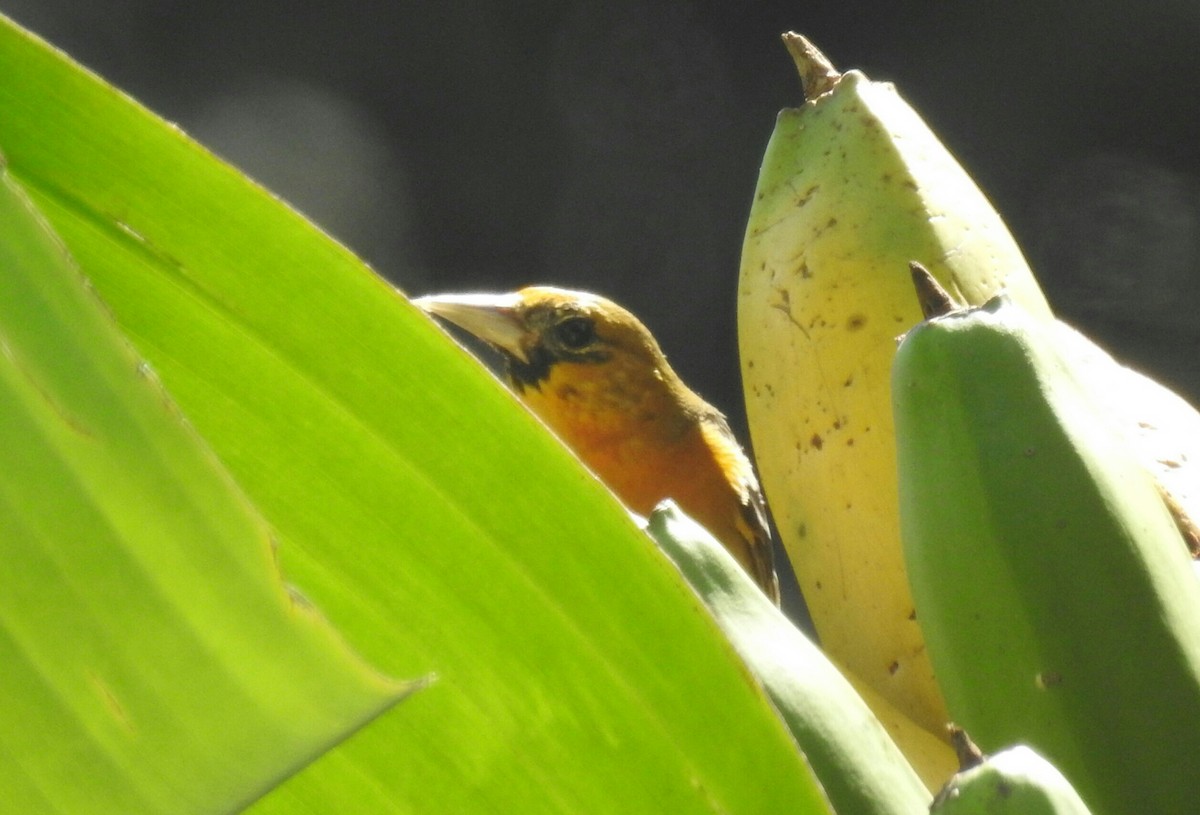 Baltimore Oriole - ML138505331