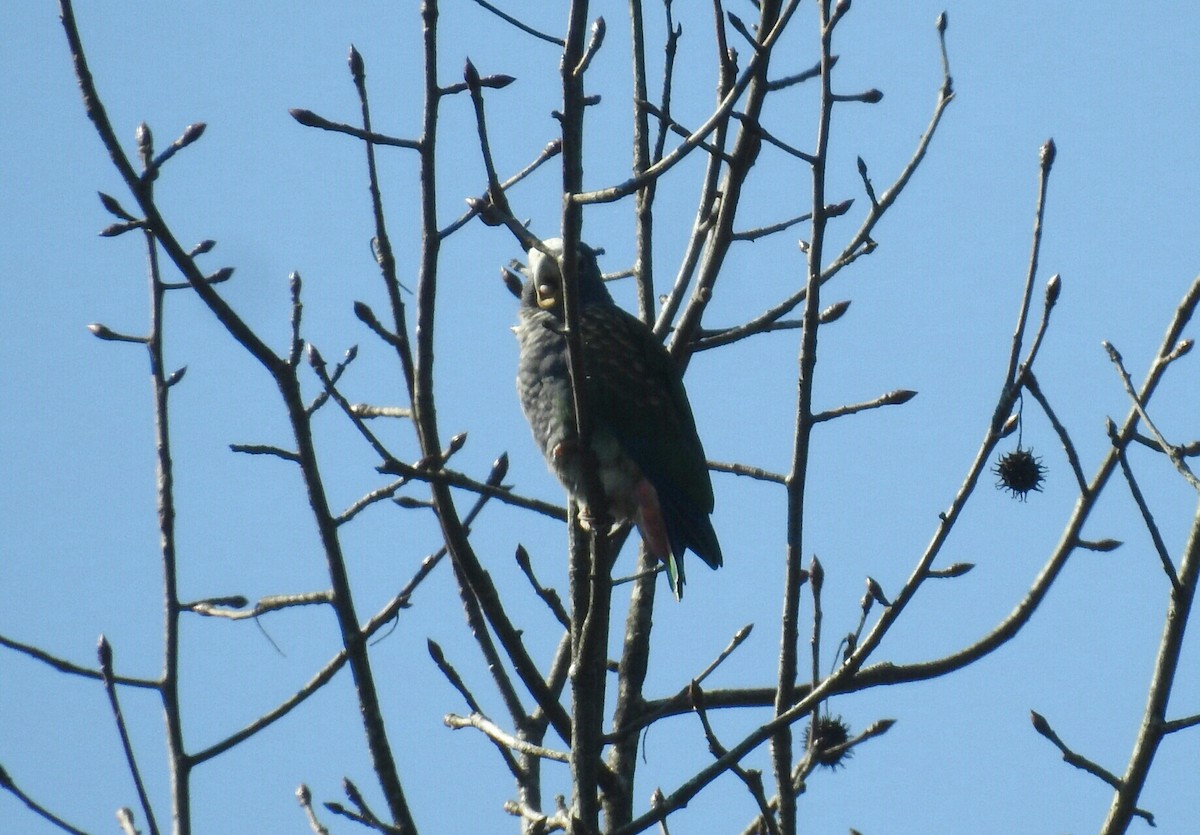White-crowned Parrot - ML138505861