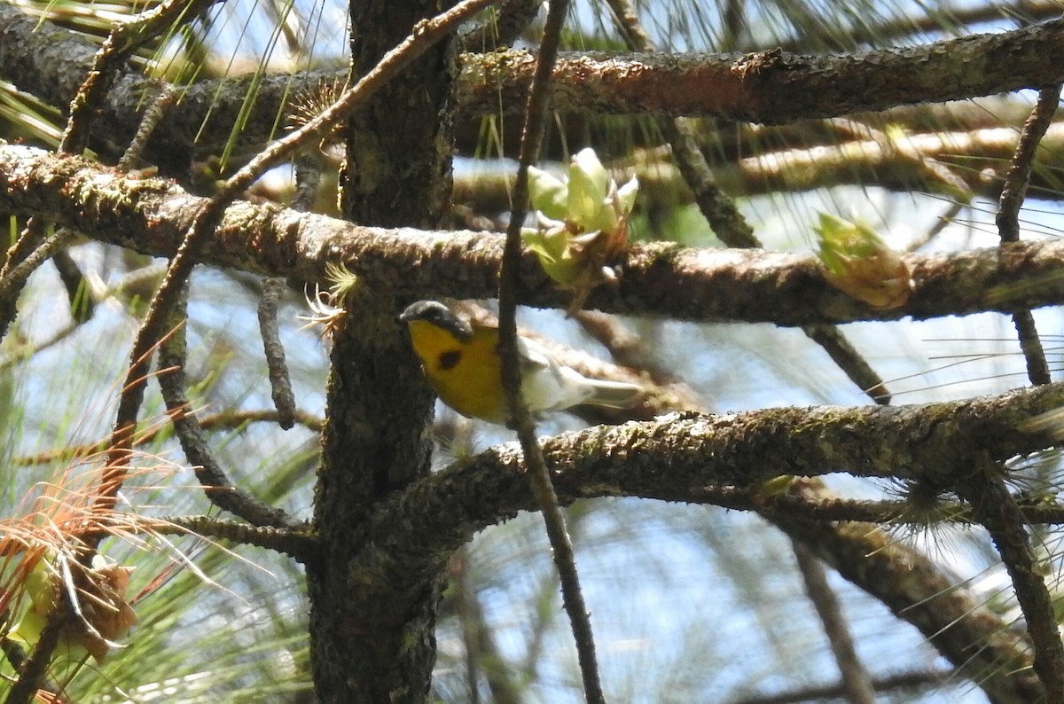 Crescent-chested Warbler - ML138506141