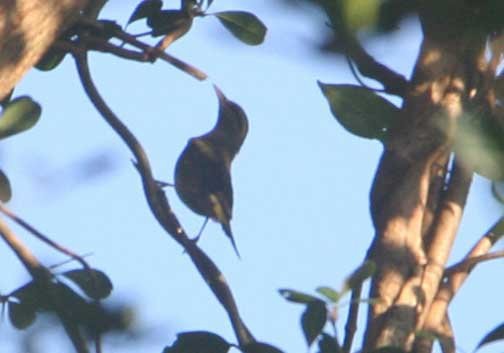 Worm-eating Warbler - ML138506171