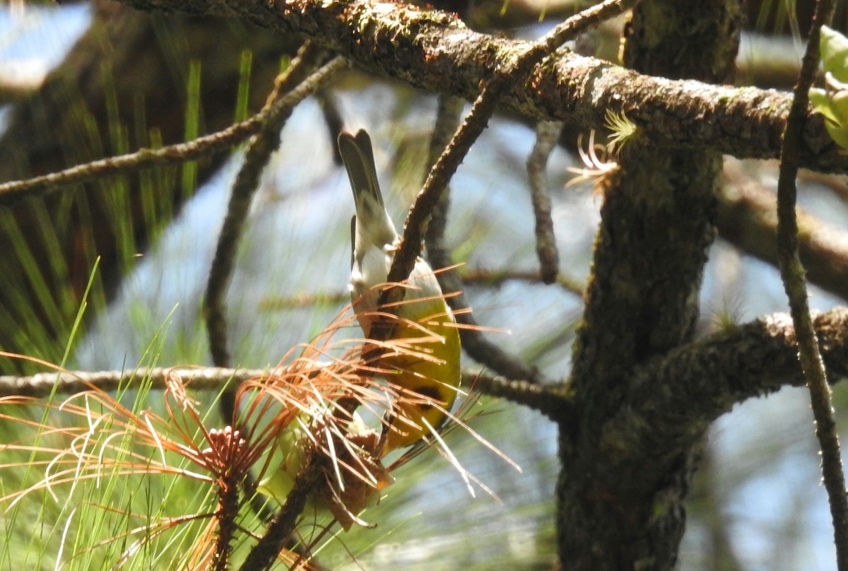 Crescent-chested Warbler - ML138506191