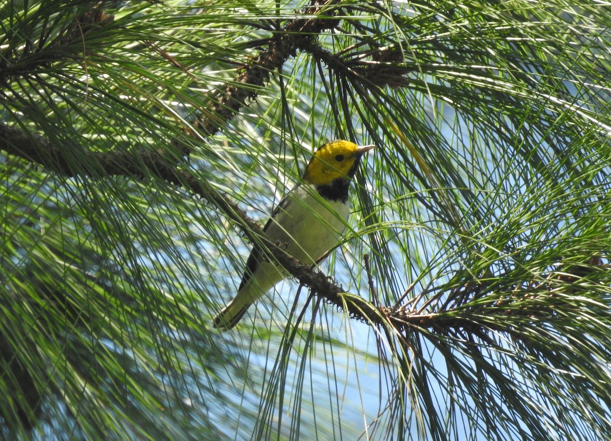 Hermit Warbler - ML138506281