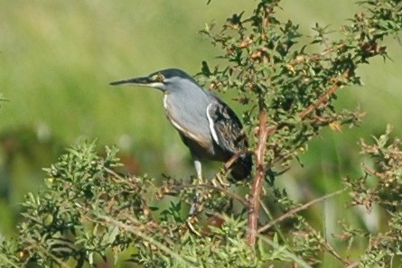 Striated Heron - ML138509231